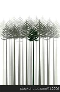 Vector illustration of forest fir trees silhouette on a white background. Forest fir trees
