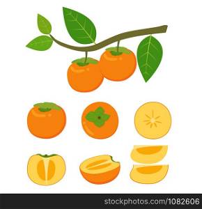 Vector illustration of fresh persimmon fruit vector set isolated on white background