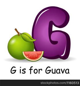Vector illustration of Fruit alphabet G is for Guava