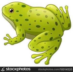 Vector illustration of Green spotted frog isolated on white background