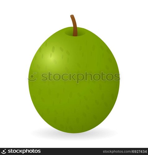 Vector illustration of guava isolated on white background. Guava vector isolated