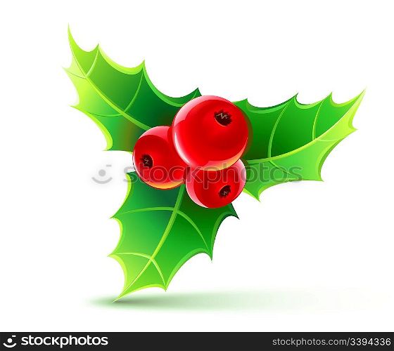 Vector illustration of holly leaves and berries