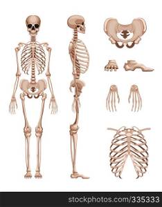 Vector illustration of human skeleton in different sides. Bones of arms, legs. Skull and skeleton human anatomy. Vector illustration of human skeleton in different sides. Bones of arms, legs. Skull