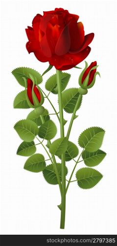 Vector illustration of isolated red rose