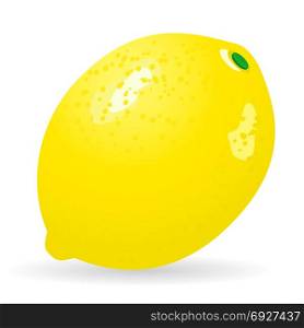 Vector illustration of lemon isolated on white background. Lemon vector isolated