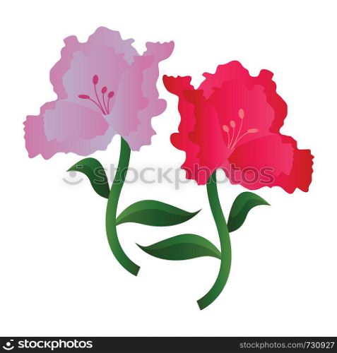 Vector illustration of lila and pink azalea flowers on white background.