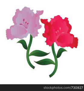 Vector illustration of lila and pink azalea flowers on white background.