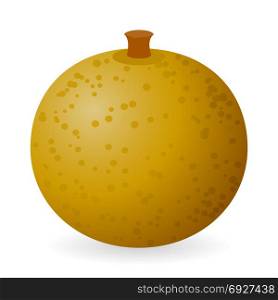 Vector illustration of longan isolated on white background. Longan vector isolated