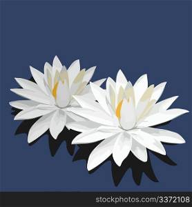 Vector illustration of lotus is isolated on blue background