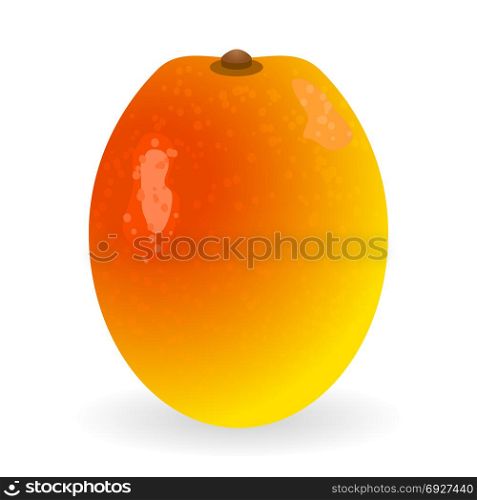Vector illustration of mango isolated on white background. Mango vector isolated