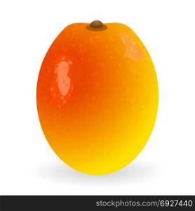 Vector illustration of mango isolated on white background. Mango vector isolated