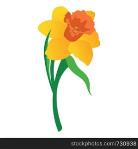 Vector illustration of orange and yellow daffodil flower with grren leafs on white background.