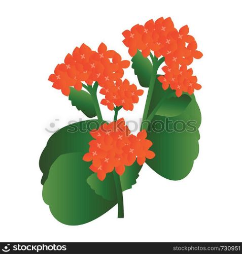 Vector illustration of orange kalanchoe flowers with green leafs on white background.