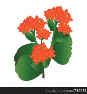 Vector illustration of orange kalanchoe flowers with green leafs on white background.