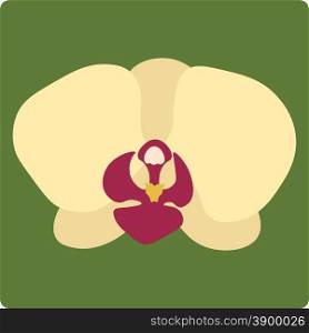 Vector illustration of orchid flower isolated on green background