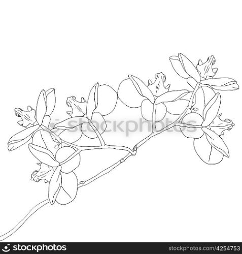 Vector illustration of orchid flower on white background