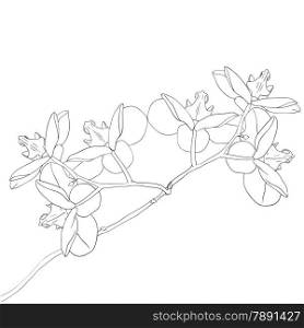 Vector illustration of orchid flower on white background