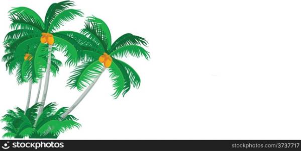 Vector Illustration of Palm Trees