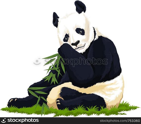 Vector illustration of panda.