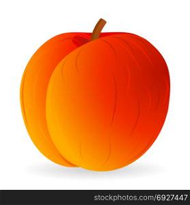 Vector illustration of peach isolated on white background. Peach vector isolated