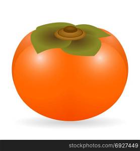 Vector illustration of persimmon isolated on white background. Persimmon vector isolated