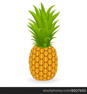 Vector illustration of pineapple isolated on white background. Pineapple vector isolated