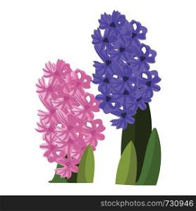 Vector illustration of pink and blue hyacinth flowers with green leafs on white background.