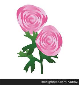 Vector illustration of pink ranunculus flowers with green leafs on white background.