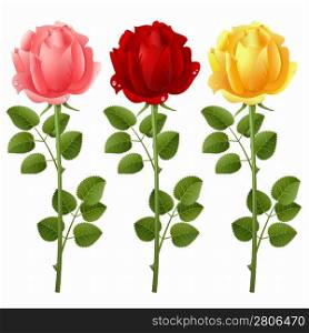 Vector illustration of pink red and yellow roses