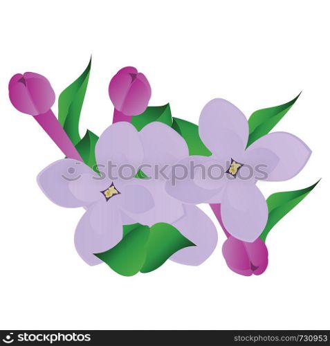 Vector illustration of purple and violet lilac flowers with green leafs on white background.