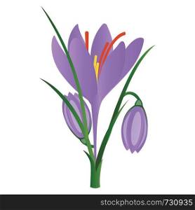 Vector illustration of purple crocus flowers on white background.