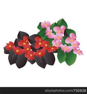 Vector illustration of red and pink begonia flowers with black and green leafs on white background.