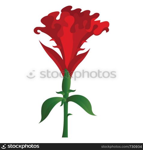 Vector illustration of red cockscomb flower on white background.