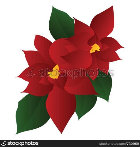 Vector illustration of red poinsettia flower with green leafs on white background.