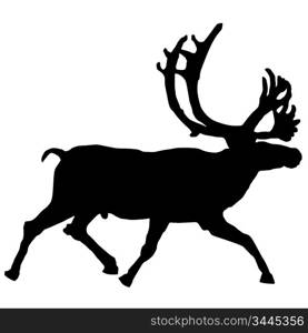 Vector illustration of reindeer on a white background