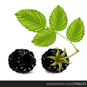 Vector illustration of ripe blackberries (dewberry) with green leaves.