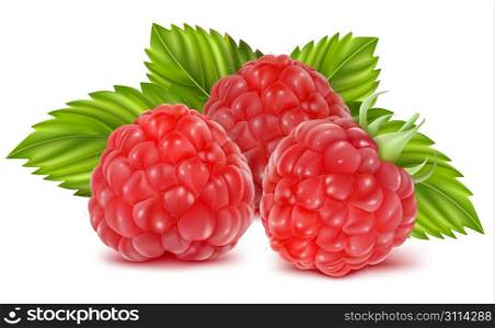 Vector illustration of ripe raspberries.