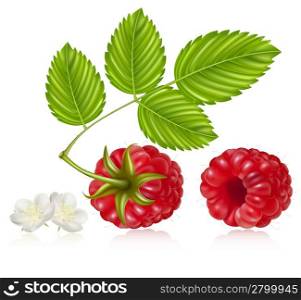 Vector illustration of ripe raspberry with green leaves and flowers.