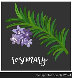 Vector illustration of rosemary twig. Culinary herbs design. Vector illustration of rosemary twig Culinary herb