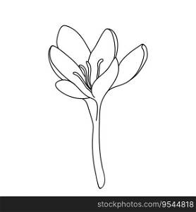 Vector illustration of single simple crocus saffron flower icon drawn by line. Open blooming bud