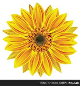 vector illustration of sunflower