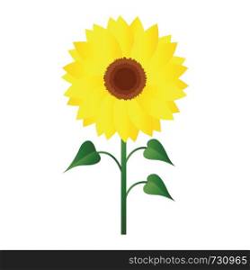 Vector illustration of sunflower with green leafs on white background.