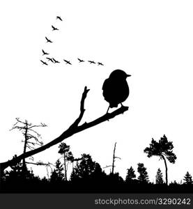 vector illustration of the bird on branch