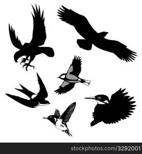 vector illustration of the birds on white background