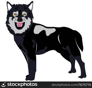Vector illustration of the cartoon of the ravenous wildlife wolf. Wildlife wolf on white background is insulated