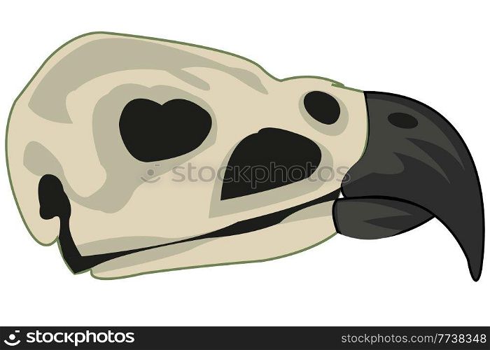 Vector illustration of the cartoon of the skull of the bird. Skull of the bird on white background is insulated