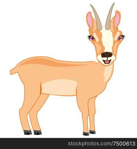 Vector illustration of the cartoon wild herbivorous animal chamois. Wildlife chamois on white background is insulated