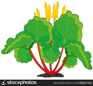 Vector illustration of the decorative edible plant rhubarb. Edible plant rhubarb on white background is insulated