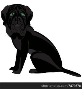 Vector illustration of the dog of the sort mastiff black colour. Black mastiff sideways on white background is insulated