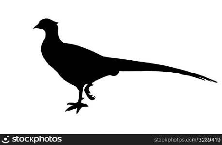 vector illustration of the pheasant on white background